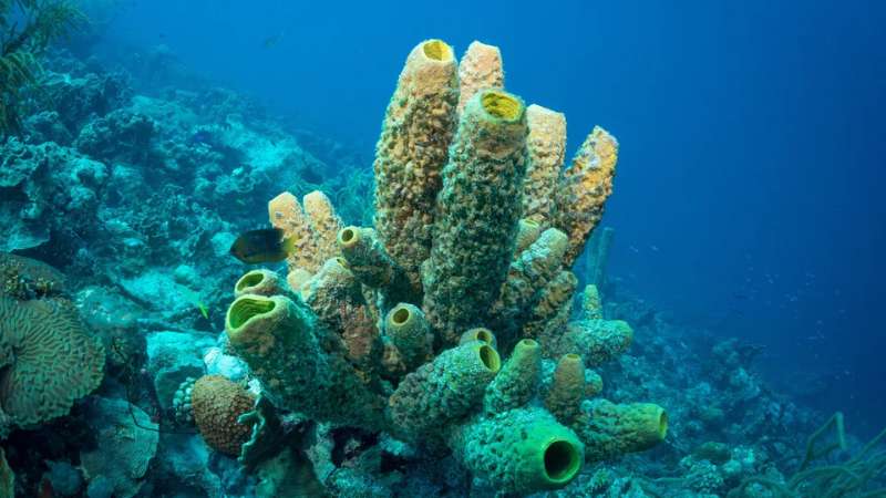 スピキュール海面